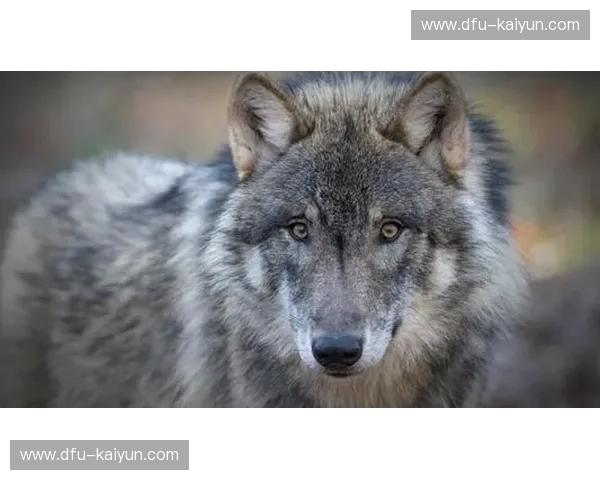 北境狼群与布鲁克林魅影：一场关于野心、重建与纯粹篮球的终极博弈